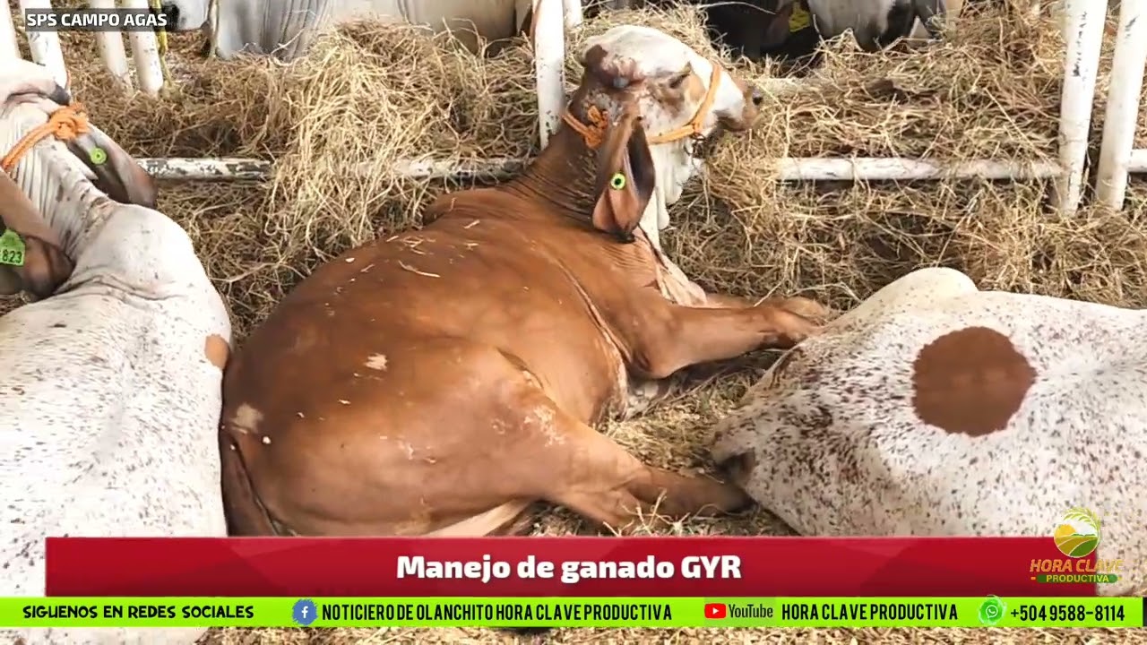 Manejo de ganado GYR PARTE 1 HORA CLAVE PRODUCTIVA