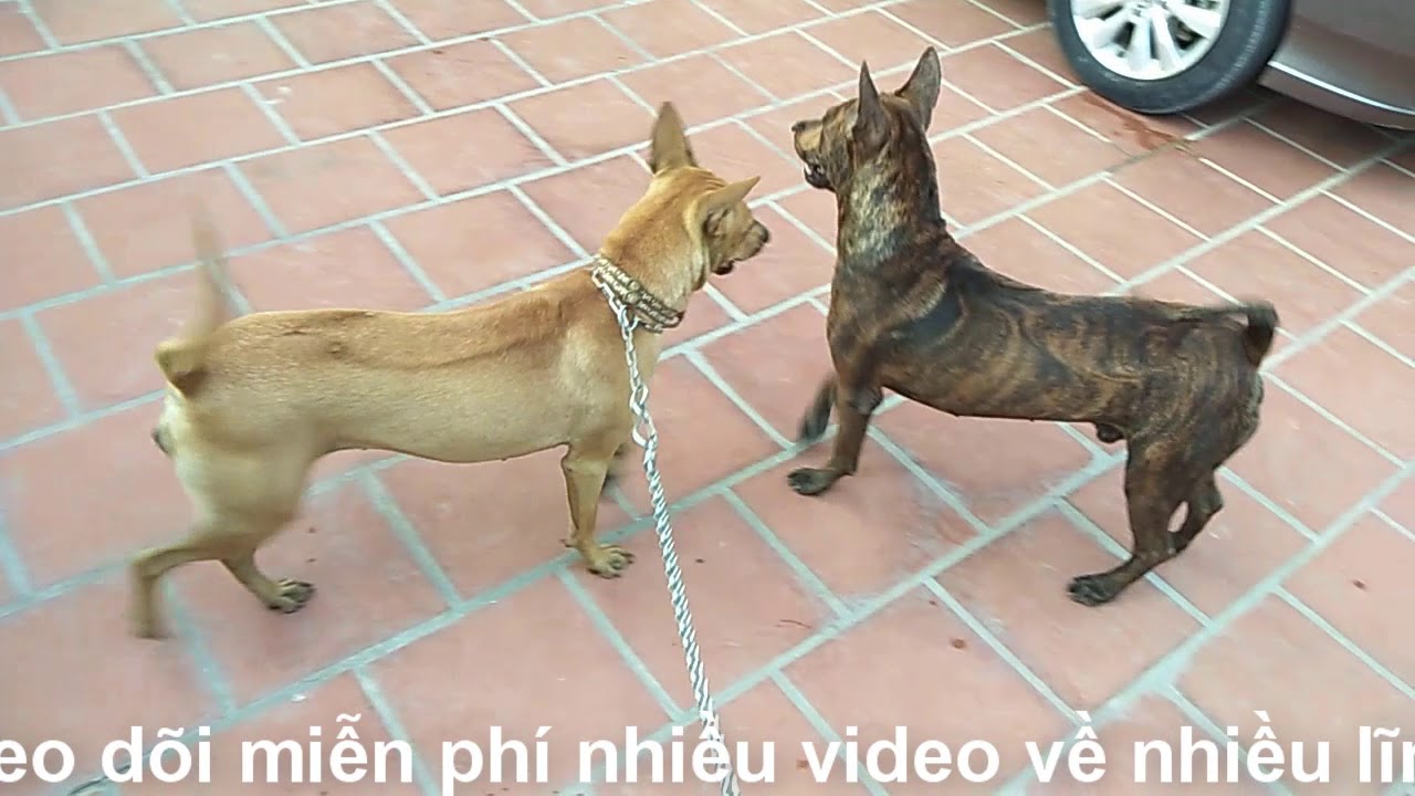 Những chú chó phú quốc đáng yêu ( R )