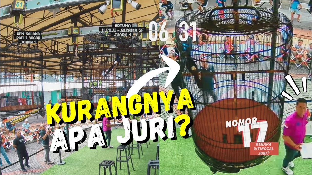 KURANGNYA APA JURI😱Nomor 17 Burung MURAI Gue GAK MASUKdi HIGHLAND STADIUM