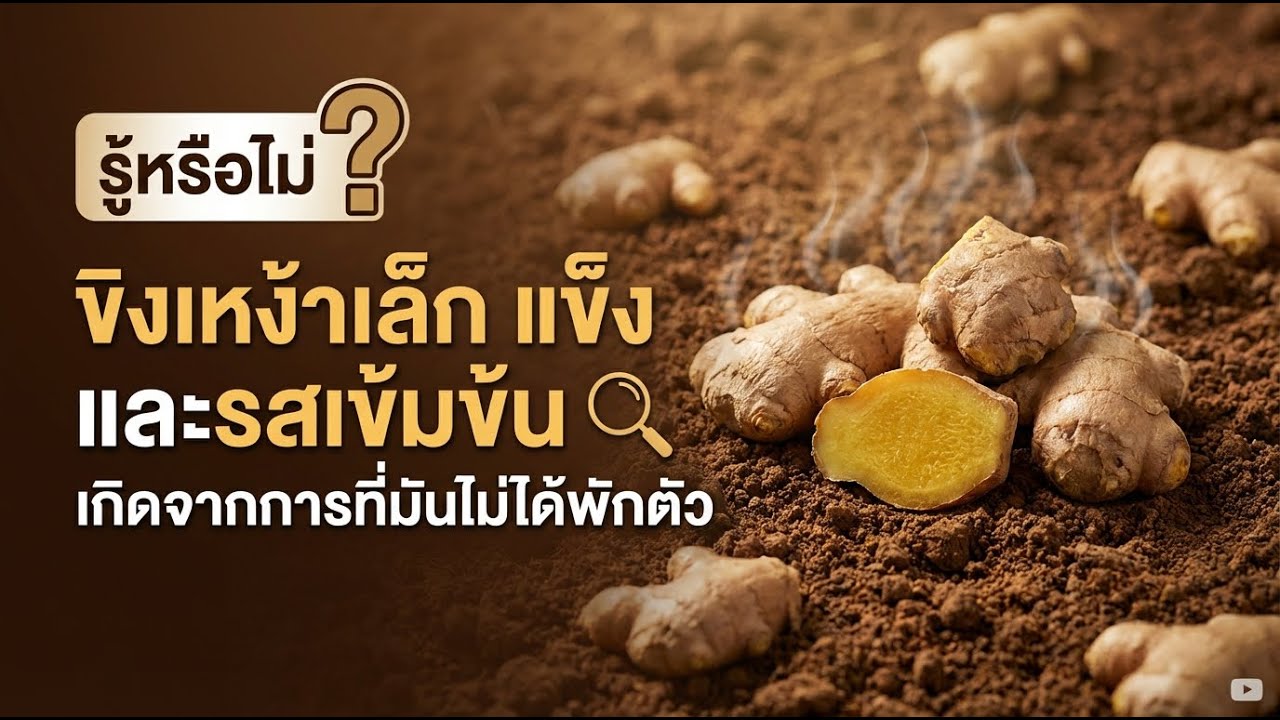 ขิงหัวแข็งเพราะร้อนเกินไป? แก้ไขหลังพลาดช่วงพักตัว