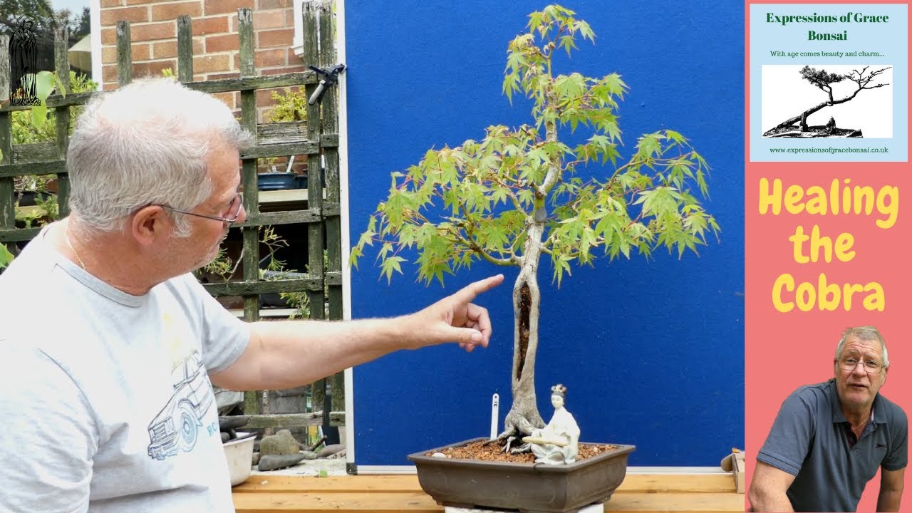 DONT let ROT destroy your Bonsai - My Japanese Maple 'Cobra'