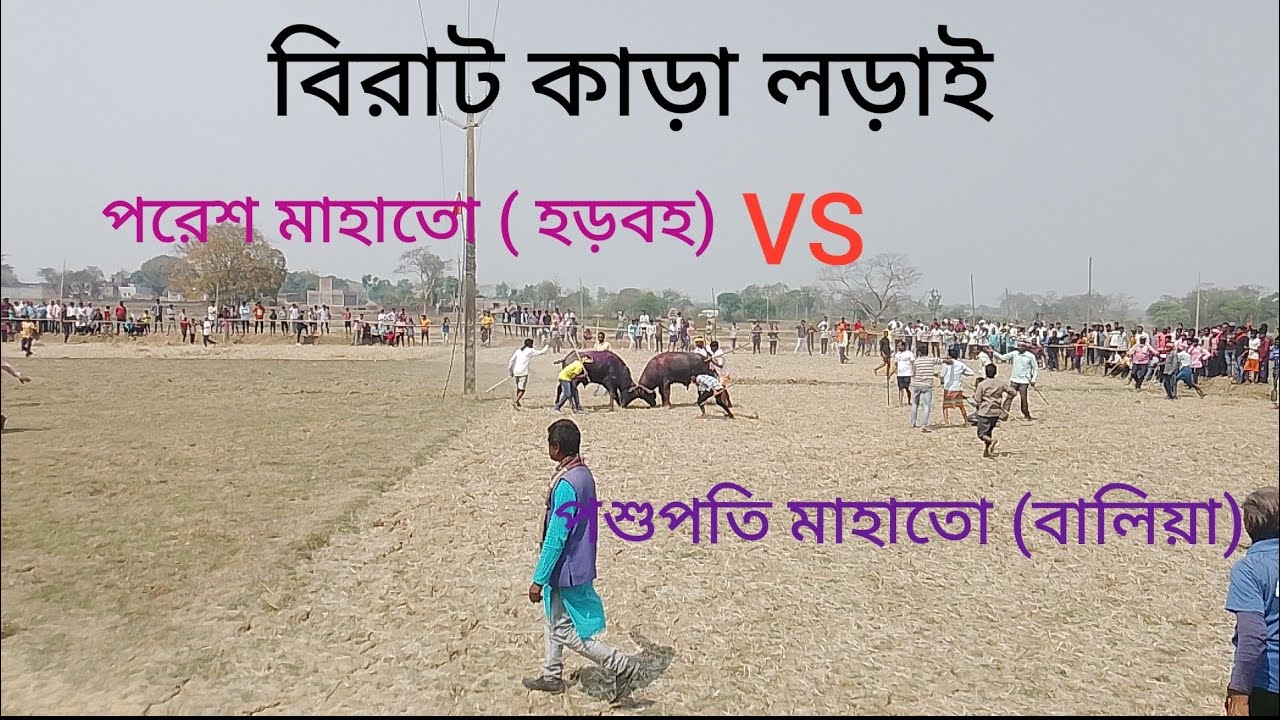 আসর হড়বহ । কাড়া লড়াই। পরেশ মাহাতো (হড়বহ)ও পশুপতি মাহাতো( বালিয়া।)
