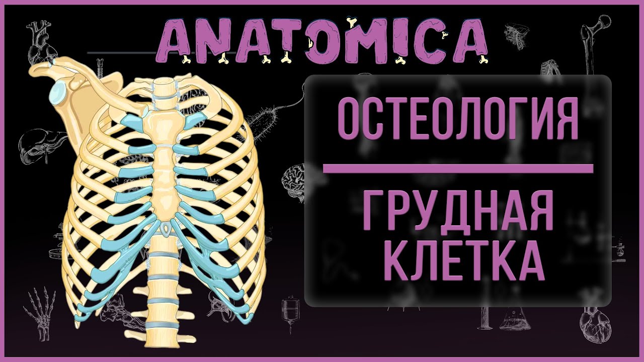 Анатомия грудной клетки / Топография грудной клетки / Суставы грудной клетки / Остеология