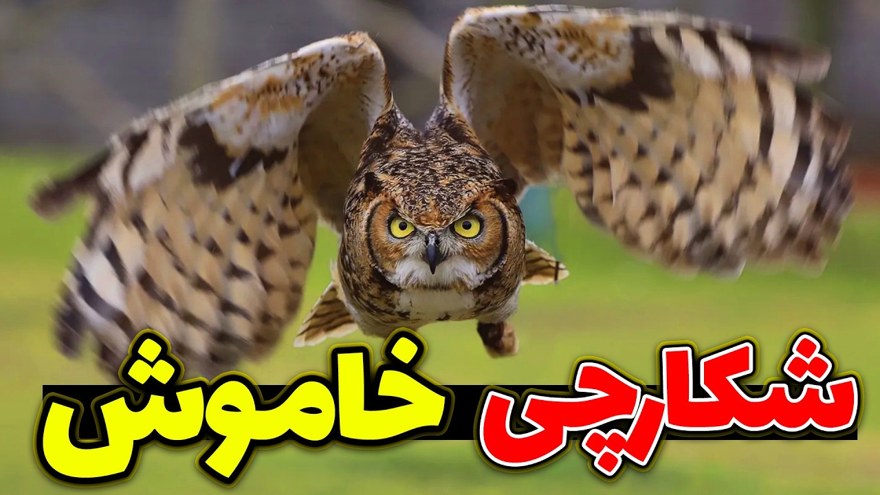 جغد شب - زندگی شگفت انگیز جغدها - همه چیز درباره جغدها