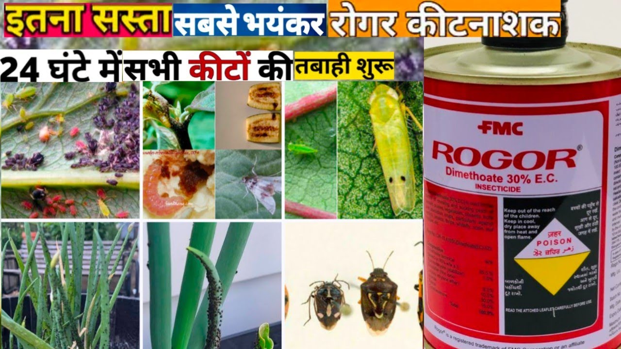 Rogor insecticide|FMC Rogor insecticide|सभी प्रकार कीटों को कंट्रोल करने का आसान तरीका|#insecticide