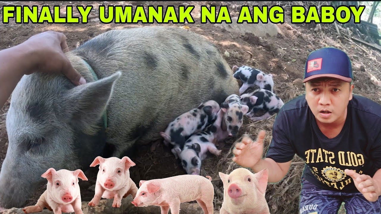 Finally Mga Alaga nating baboy sa bukid Biglang Umanak..malusog lahat ng baboy