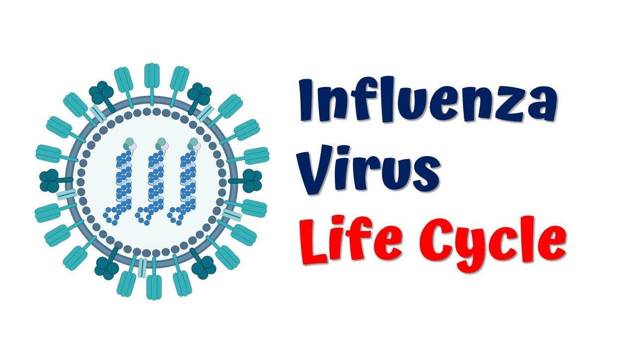 Influenza virus life cycle || Flu virus || 4K Animation video