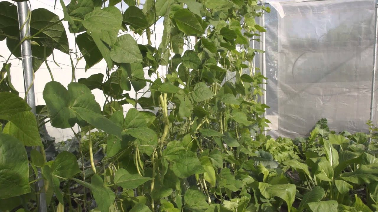 Two bars trellis for climbing vegetables: simple, flexible and cheap （两杆子蔬菜架子）