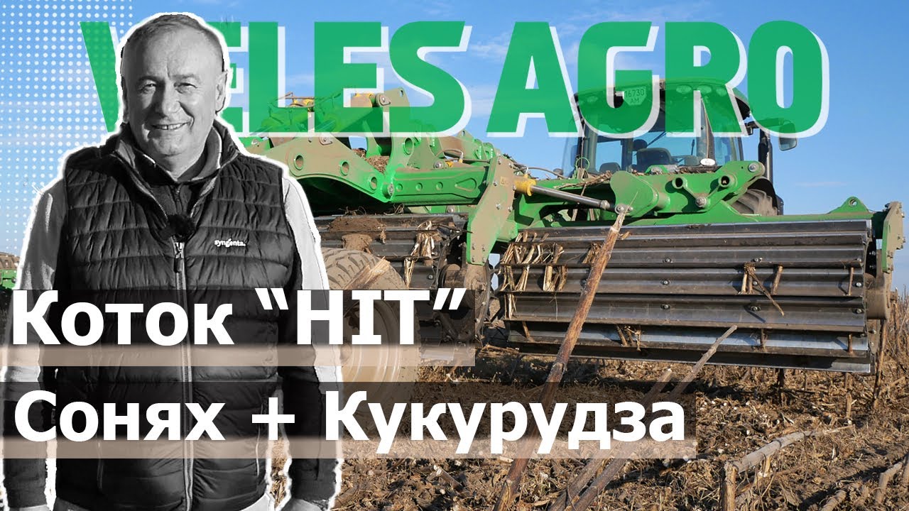 Коток по кукурудзі та соняху //  