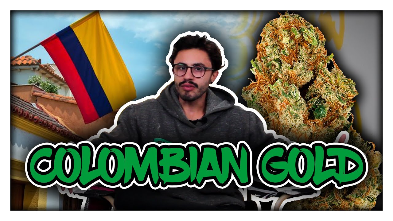 Variedades de maconha - COLOMBIAN GOLD