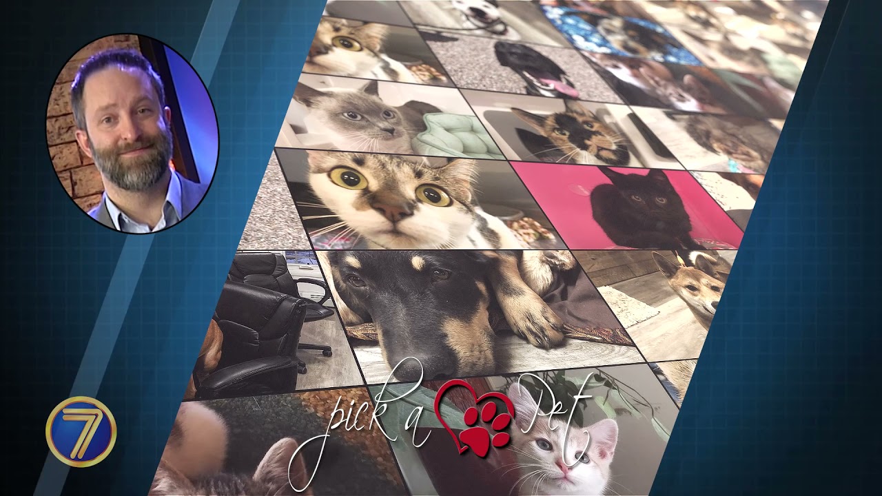 Pick a Pet -  Friends 2021