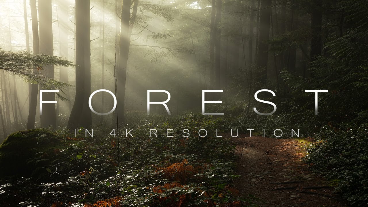 Forest In 4K -  4K Ultra HD - 4K Forest Cinematic Nature Video