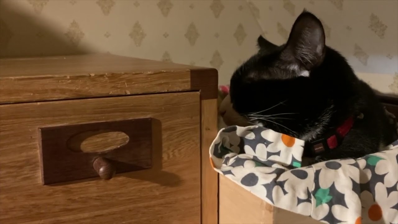 やっちゃんが気になる？猫むうちゃん