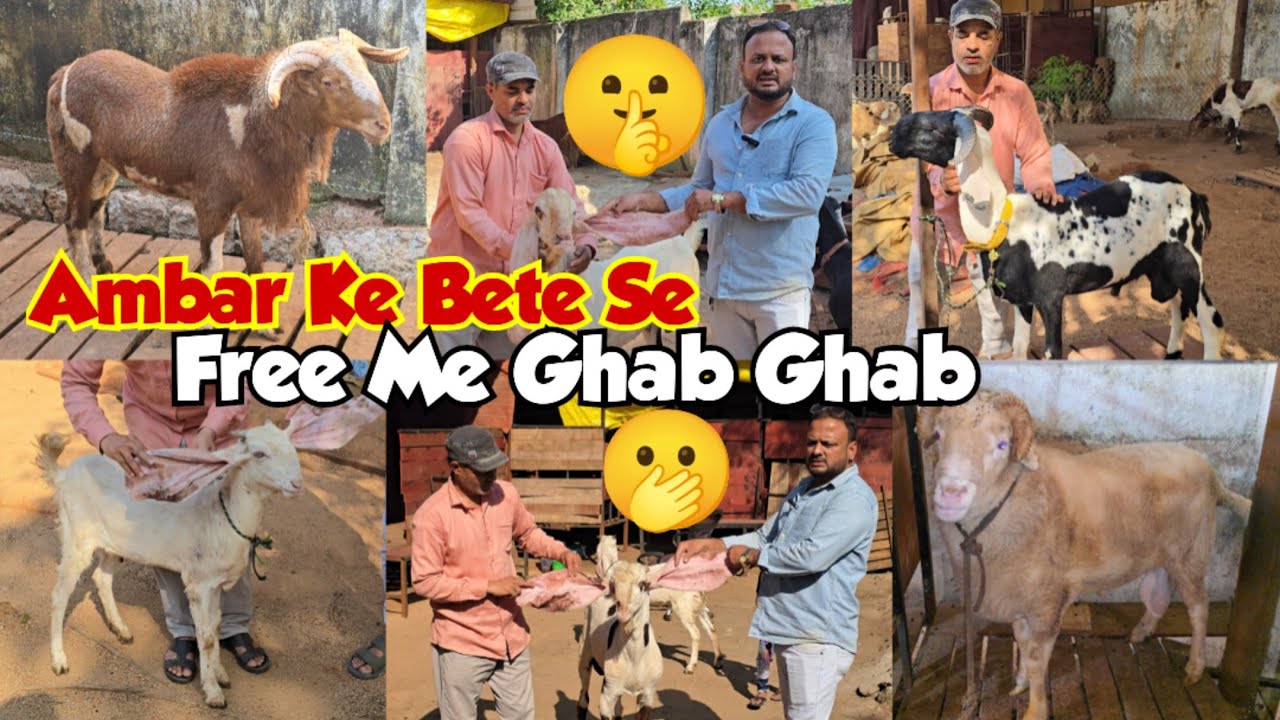 Hyderabadi gulabi bakriya bannur & quality wale mende at MA_all_pets_farm | Best palai farm in hyd