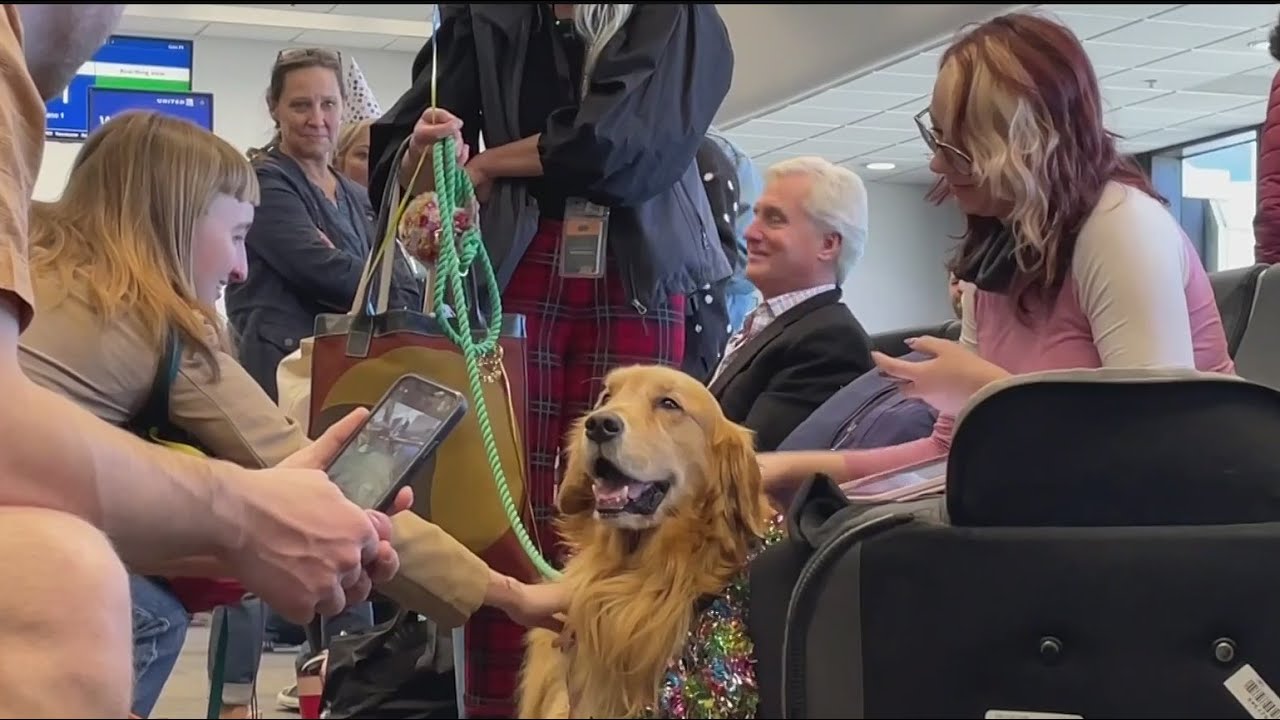 Therapy dog from SFO's 'Wag Brigade' provides comfort for anxious travelers