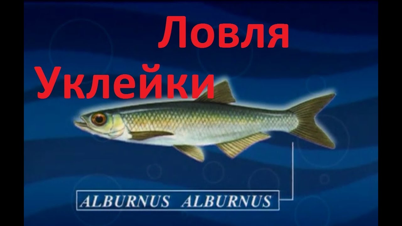 Диалоги о рыбалке -131- Крупная уклейка на удочку.