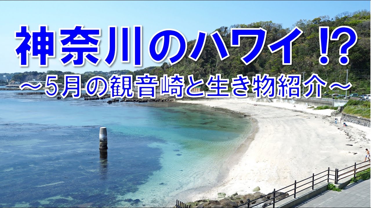 神奈川のハワイ その１～５月の観音崎たたら浜と生き物紹介～