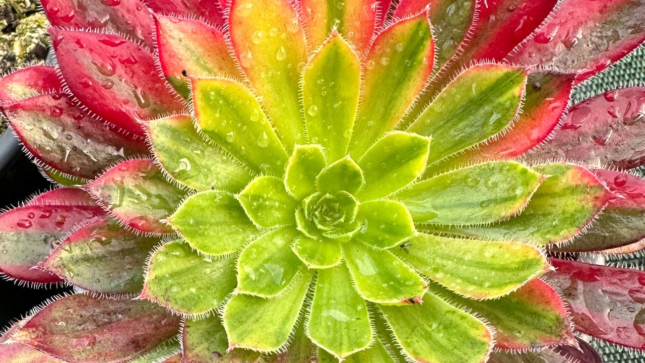 Aeonium, ma préférence.