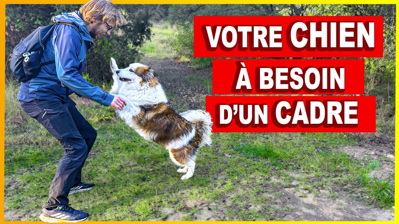 Chien ingérable - Une routine simple pour le calmer