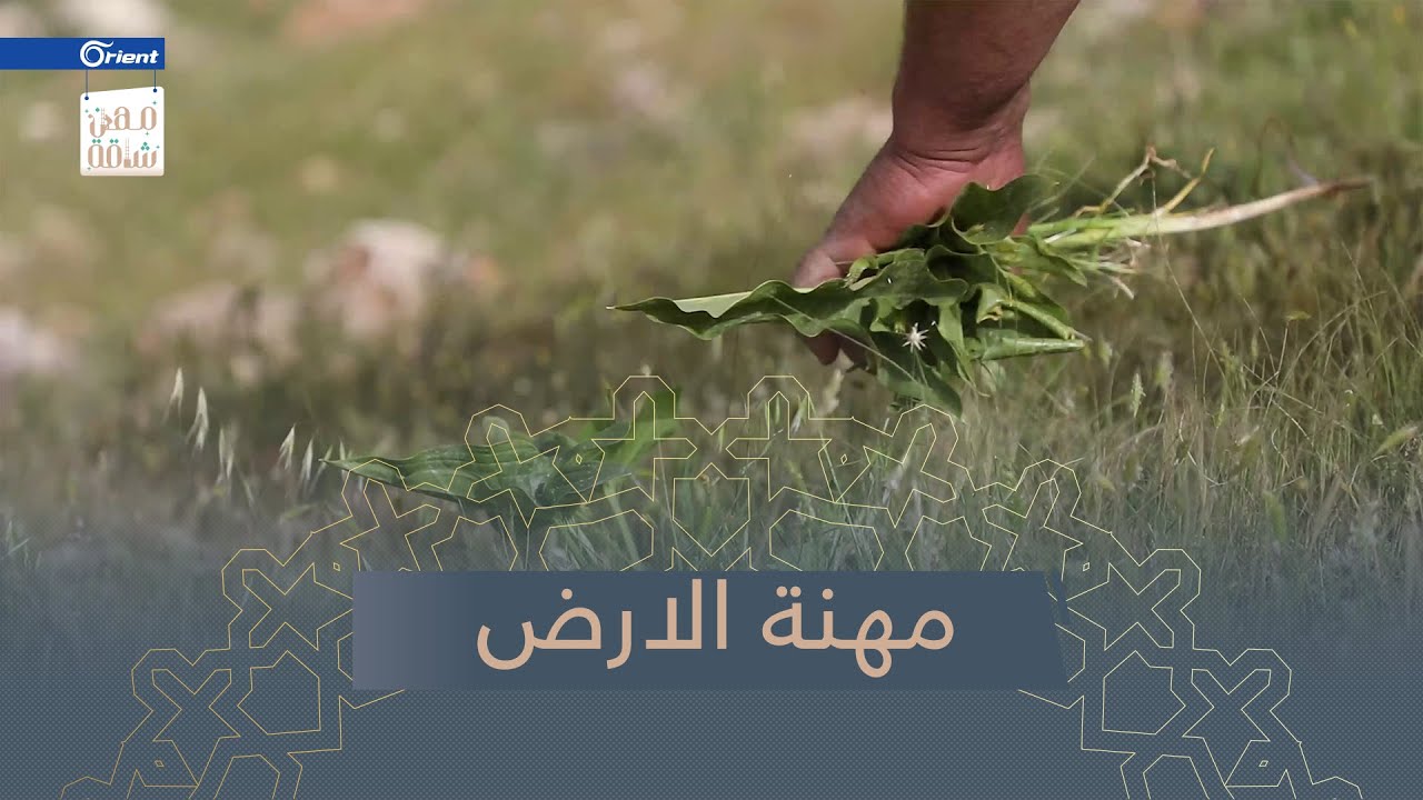 جمع الحشائش من البراري مهنة شاقة تعود على أصحابها بالقليل من المال