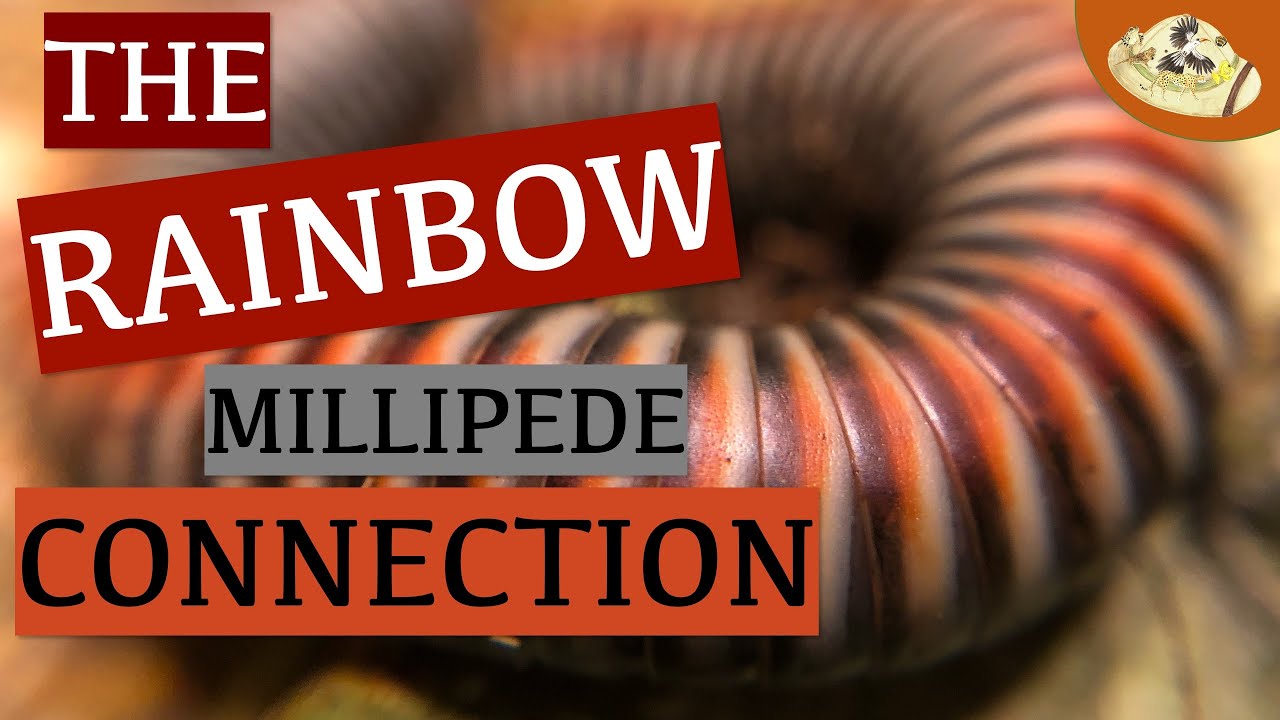 Rainbow Millipede Care - 3 Things to Consider For Millipede Care | Can you keep millipedes as pets?