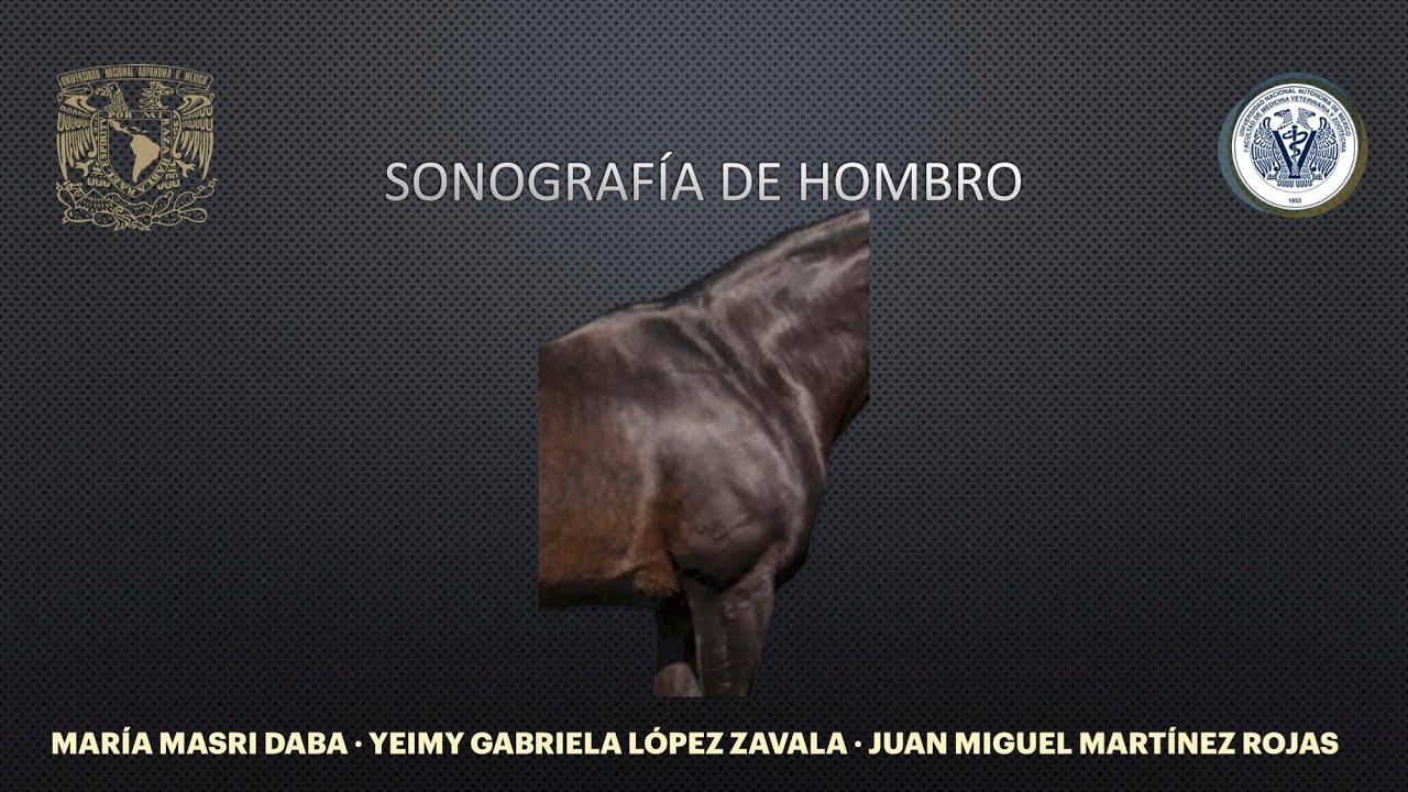 8 SONOGRAFÍA DEL HOMBRO EQUINO