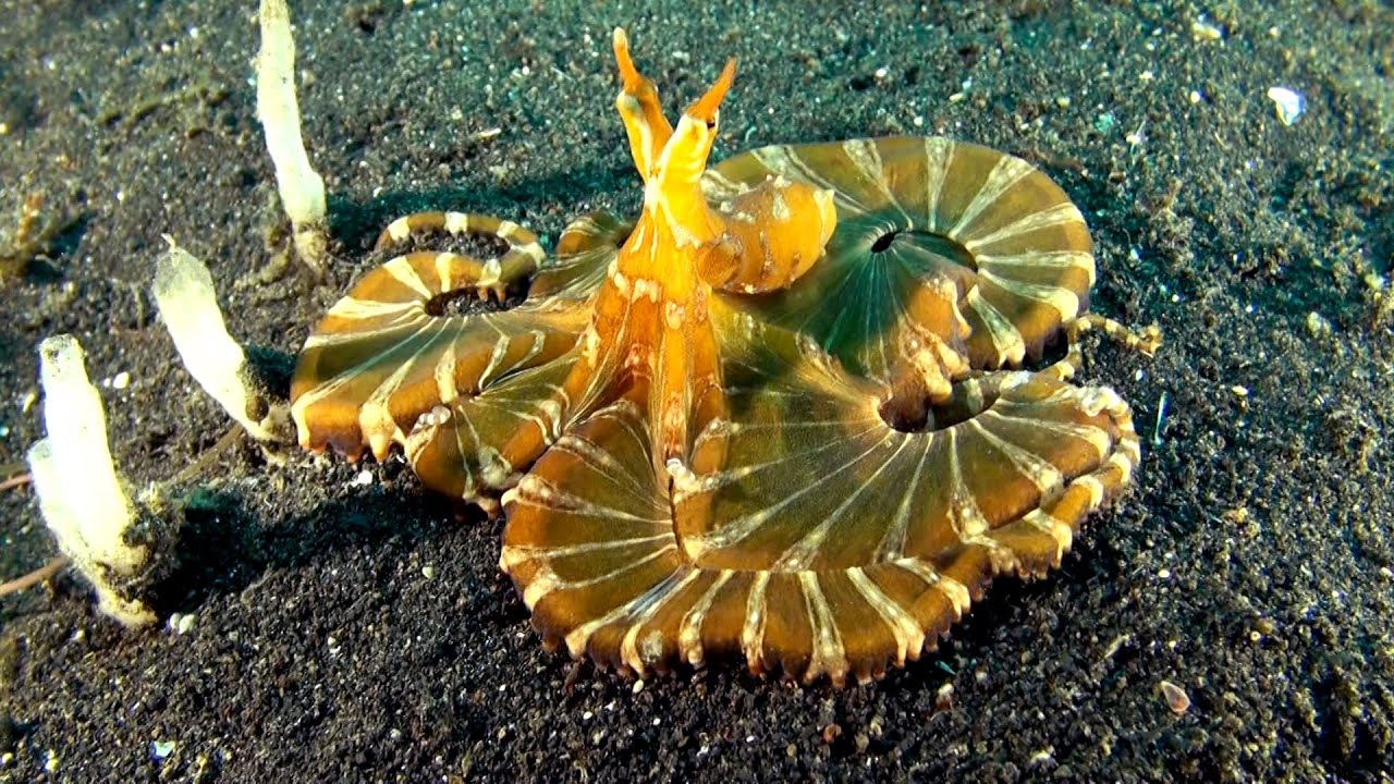 Bizarre wonderpus octopus - Lembeh-Strait (Wunderpus photogenicus)