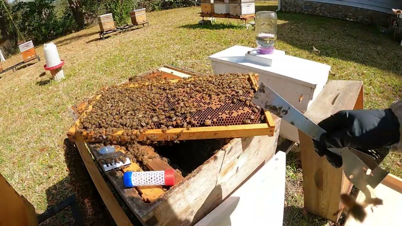 2026 03 05   C's Honey Bees   We spotted a queen and two virgin queens