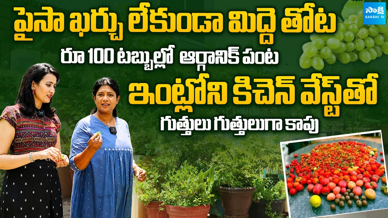 How to Start Terrace Garden with Low Budget | Terrace Garden Setup Under Budget @Sakshitvfamily