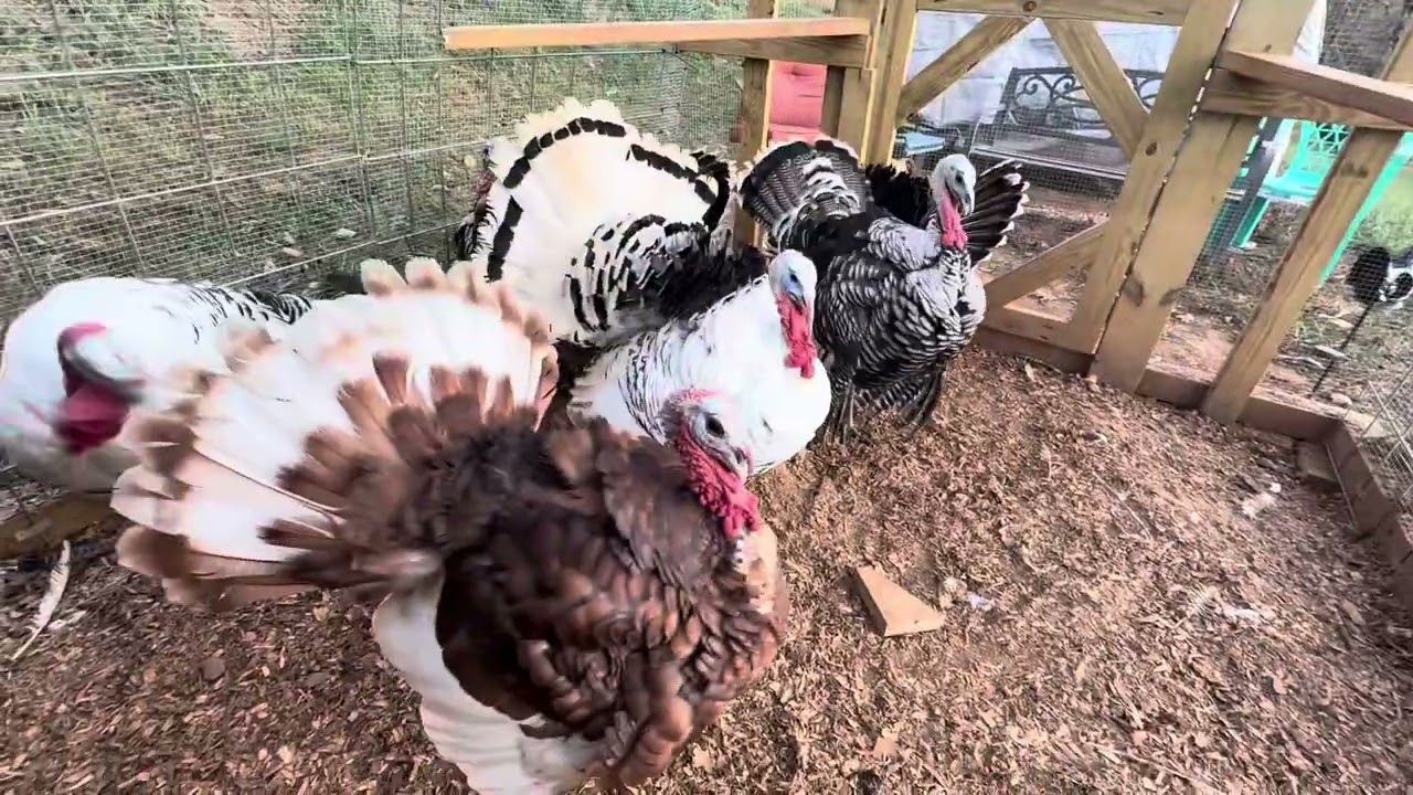 Raising Turkey: Turkey Gobbling and Strutting