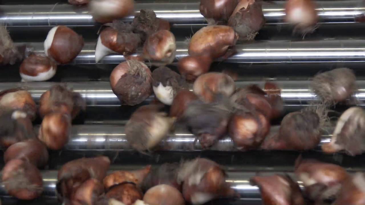 Schouten Bercomex - Sorteerlijn De Wit Bloembollen