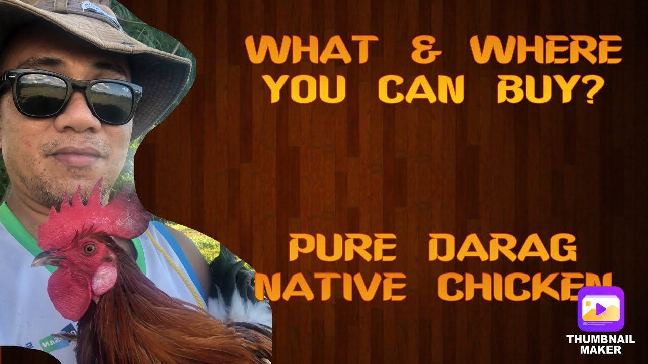 PURE BREED DARAG NATIVE CHICKEN | WHAT & WHERE YOU CAN BUY? | MGA LUTO SA DARAG CHICKEN EPISODE 12