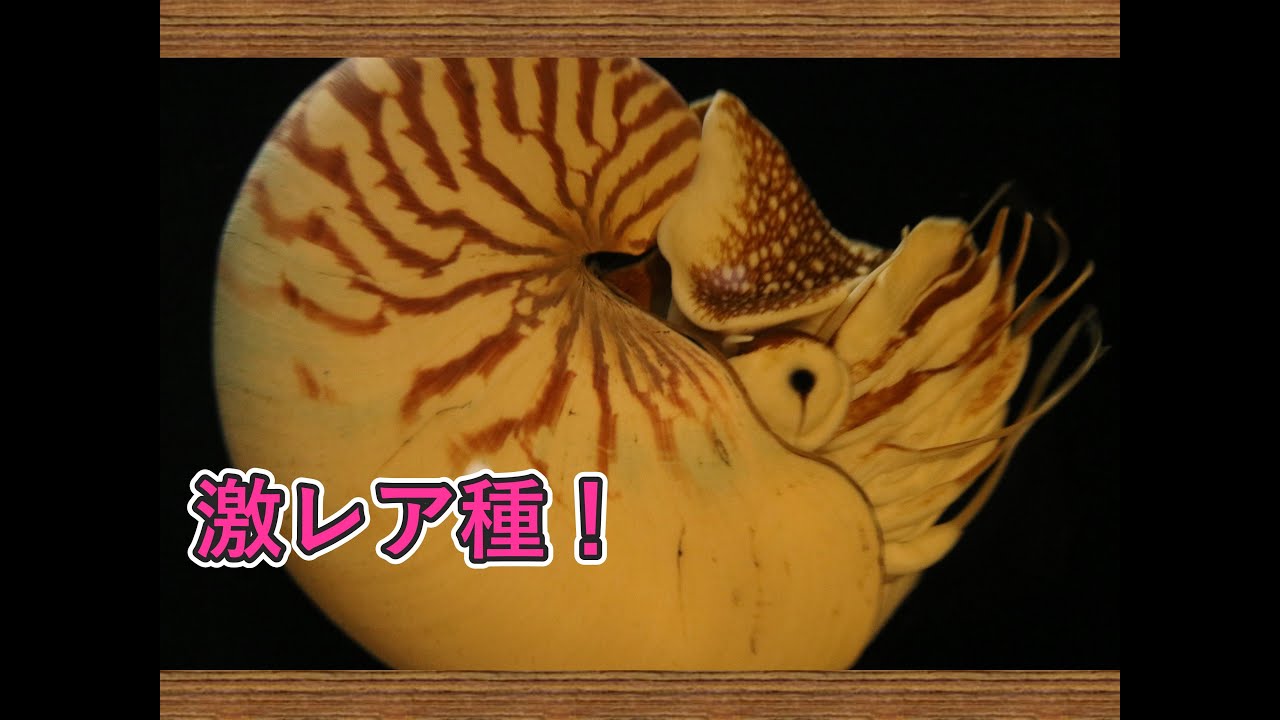 【水族館編】日本でここだけ！？生きた化石「オウムガイ」を見てきた。