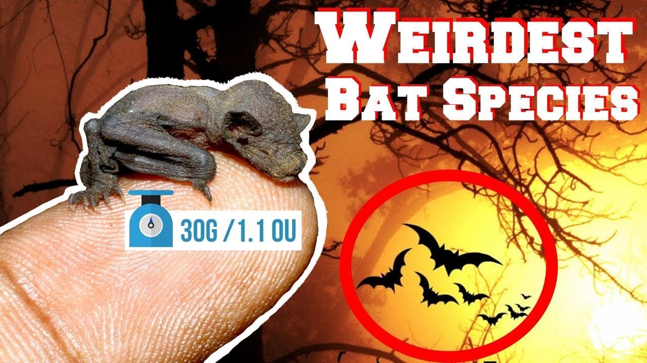 WEIRDEST Bat Species