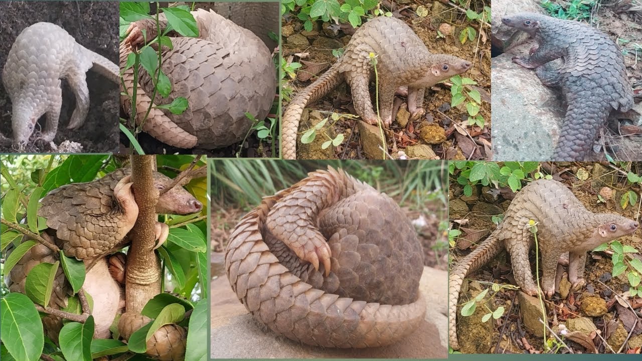 Not easy to see pangolin It is a special animal