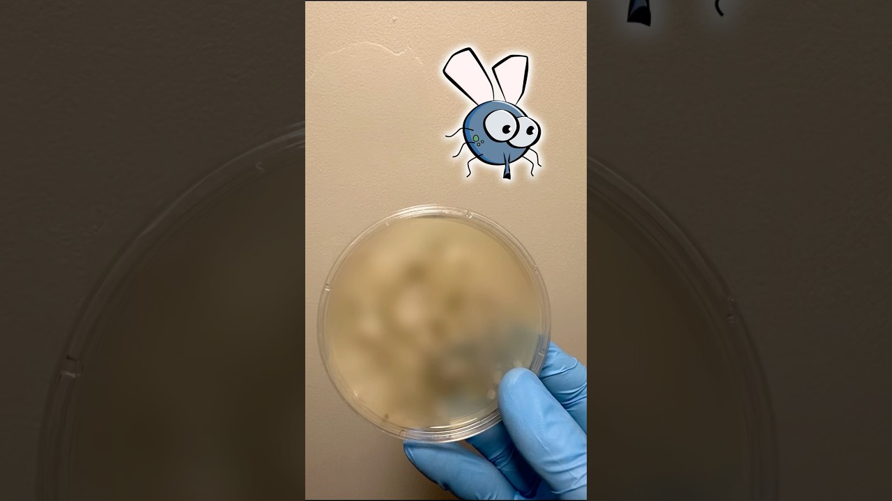 How Much Bacteria Is On A FLY?!