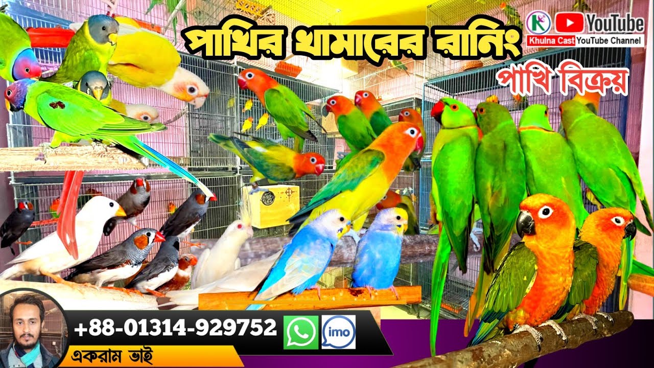 পাখি বিক্রয় হইবে সানকুনুর লাভবার্ডস জেপি ককাটেল টিয়া ইংলিশ বাজুরিকা।। Birds loft ranibg birds