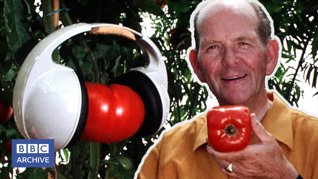 1975: Charlie Roberts' HAPPY TOMATOES | Nationwide | Weird and Wonderful | BBC Archive