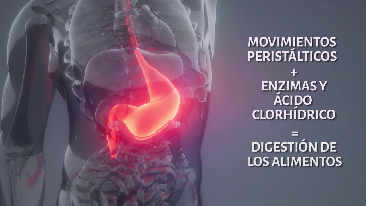 Funcionamiento del aparato digestivo