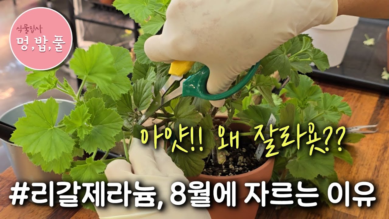 리갈제라늄,여름에 자르는 이유  #멍밥풀리갈제라늄삽목