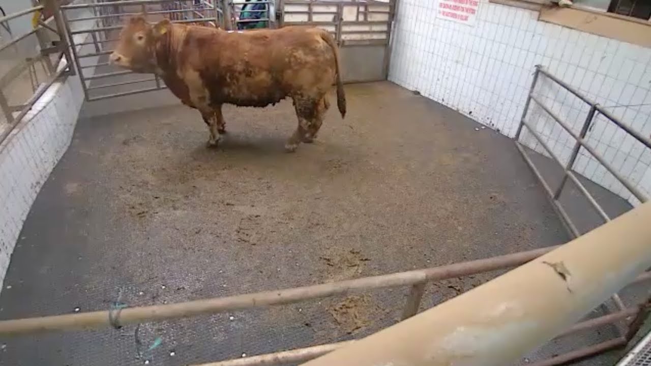 LSL Auctions - Great Limousin Cow at Ennis. Best Cow of the day! LSLAuctions.com