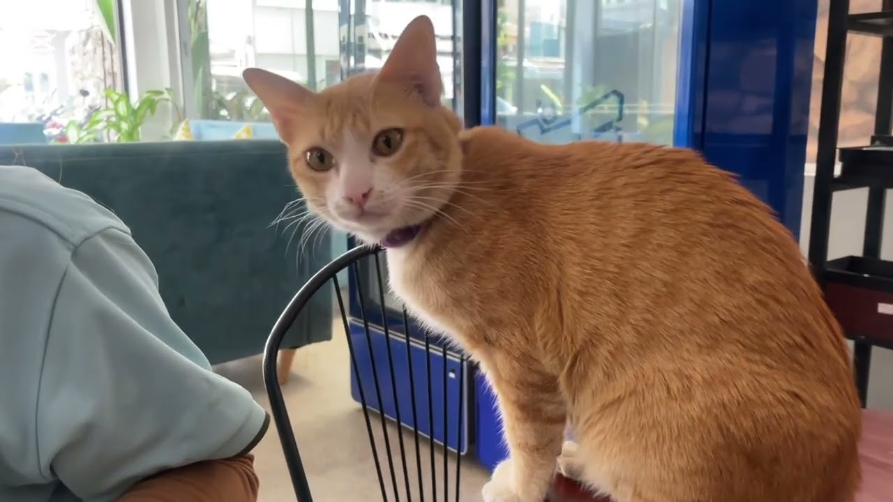 Adorable Yellow Cat Eating Food | Cute Cat Video 🐱💛