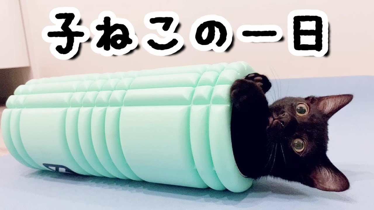 やんちゃで甘えん坊な黒猫「ボンベイ」の子猫の一日