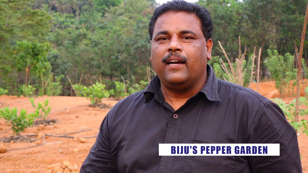 കൂടുതല്‍ കശുമാവ്... കൂടുതല്‍ ആദായം...High density plantation in cashew with new gen irigation