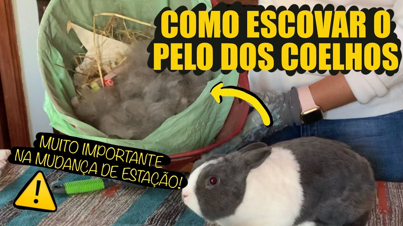 COMO ESCOVAR O PELO DO COELHO  - HIGIENE COMPLETA 🛁🐰