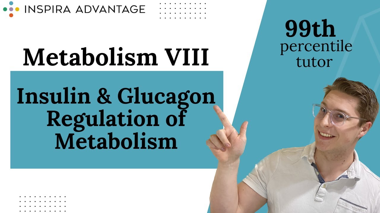 MCAT Bites: Metabolism VIII: Insulin, Glucagon, and Metabolism | Inspira Advantage
