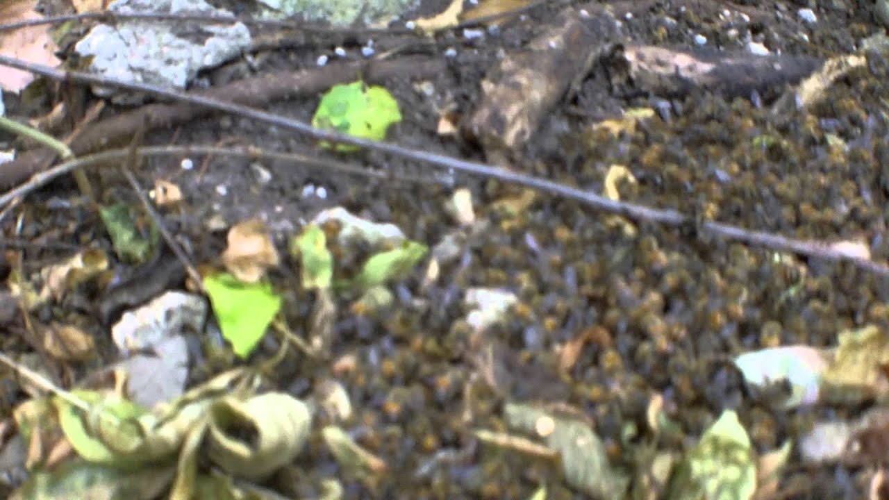 Home hive suffering pesticide poisoning