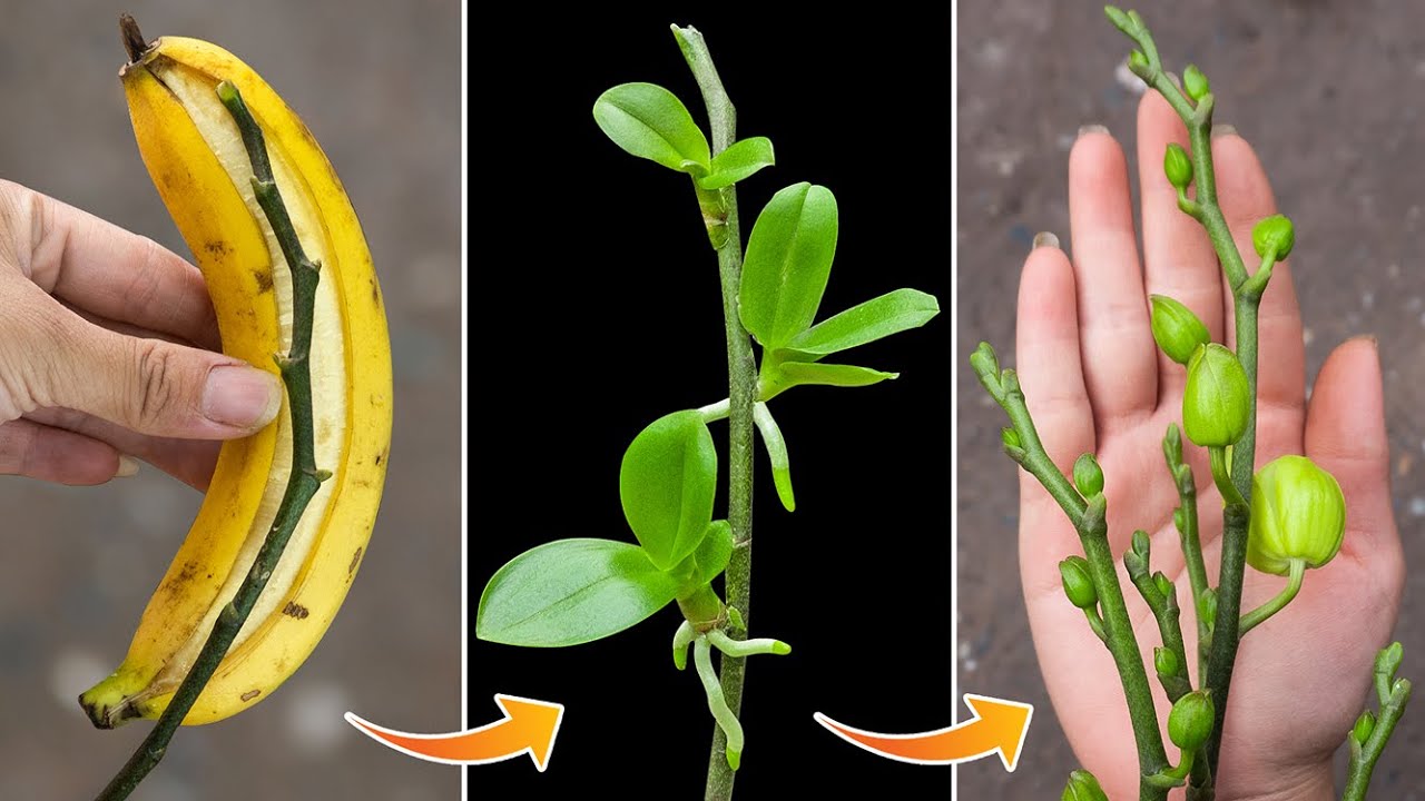 Miracle natural fertilizer 200 times stronger than garlic, blooming all year round