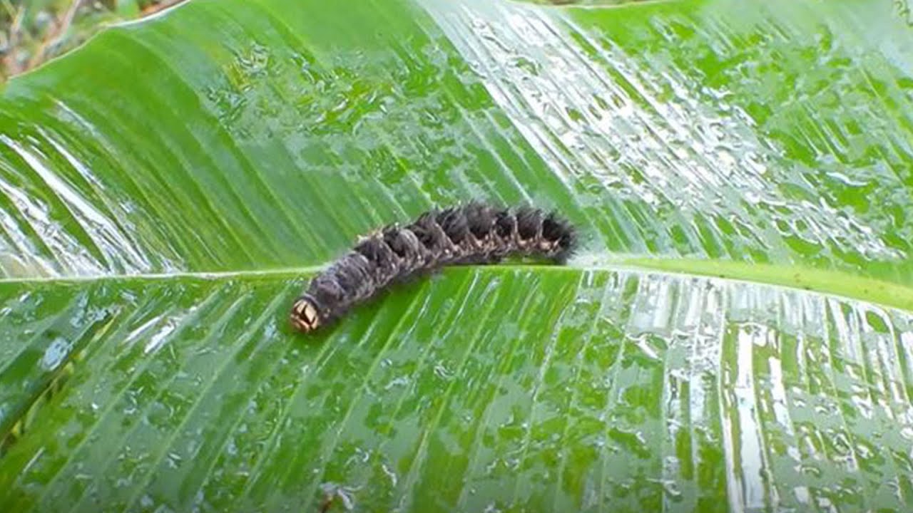 The black worm was biting by red ants | we helped and move to other safety place | black caterpillar