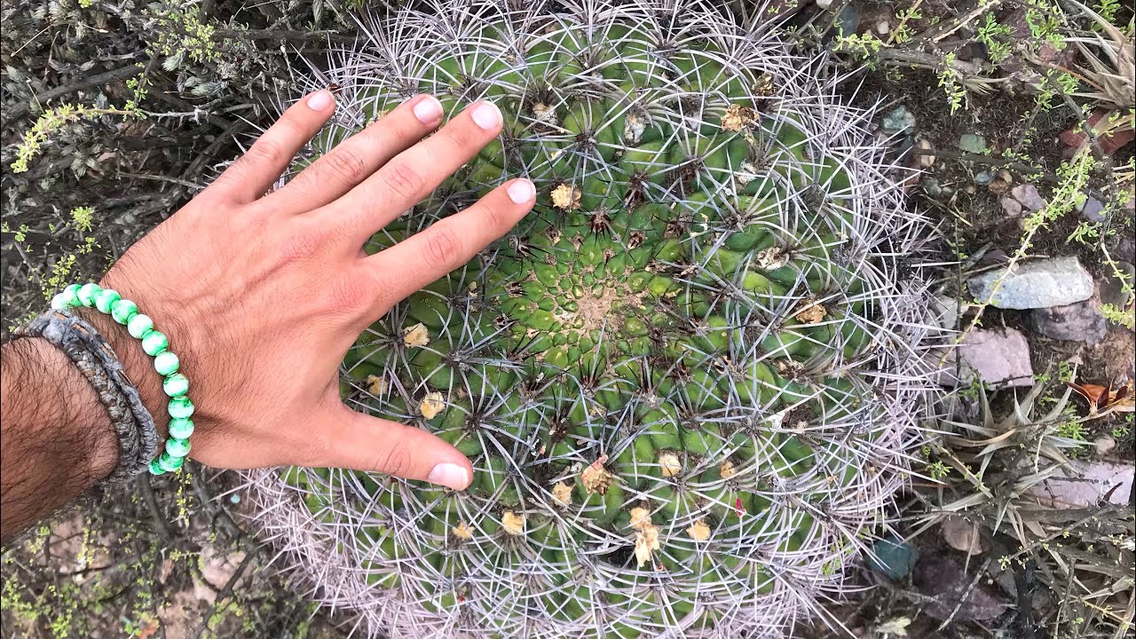 Cactus en hábitat | PURMAMARCA 🌵🌞 | Jujuy, Argentina